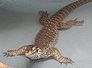 varan